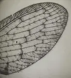 Imre Kinszki, Wing of a lacewing, 1930s, Vintage gelatin silver print