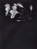 Albert Watson, Orchid, St. Johns, U.S. Virgin Islands, 1988, Gelatin silver print