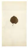 Tilia sinensis by Joseph Beuys, 1982, Tilia sinensis on paper folded twice horizontally, offered Jun 2016