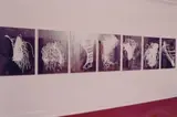 Sigmar Polke, Werkgruppe aus 7 Arbeiten, 1984, Chromogenic print