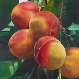 Karin Kneffel, Pfirsiche, 1995, Oil on canvas