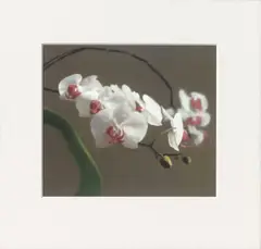 Orchidee VI by Gerhard Richter, 1998, Colour offset on paper, sold Jun 2016