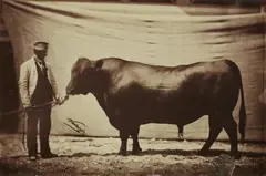 Angus bull, agricultural fair by Adrien Alban Tournachon, 1856, Salt paper print, varnished with gelatin and tannin ("vernis-cuit"), sold Jun 2016