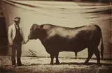 Adrien Alban Tournachon, Angus bull, agricultural fair, 1856, Salt paper print, varnished with gelatin and tannin ("vernis-cuit")
