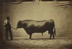 Angus bull, agricultural fair by Adrien Alban Tournachon, 1856, Salt paper print, varnished with gelatin and tannin ("vernis-cuit") and flush-mounted to card, offered Jun 2016