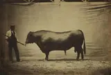 Adrien Alban Tournachon, Angus bull, agricultural fair, 1856, Salt paper print, varnished with gelatin and tannin ("vernis-cuit") and flush-mounted to card