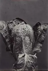 Lettuce Cos by Charles Jones, c. 1902, Vintage ferrotyped and toned gelatin silver print, offered Jun 2016