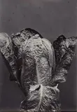 Charles Jones, Lettuce Cos, c. 1902, Vintage ferrotyped and toned gelatin silver print