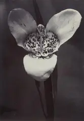 Charles Jones, Orchid, c. 1902, Vintage ferrotyped and toned gelatin silver print
