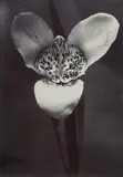 Charles Jones, Orchid, c. 1902, Vintage ferrotyped and toned gelatin silver print
