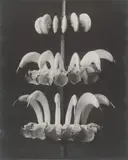 Karl Blosfeldt, Salvia argentea (Sage)