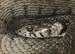 Albert Renger-Patzsch, Natterkopf, 1925, Vintage gelatin silver print