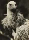 Kopf des Gänsegeiers by Albert Renger-Patzsch, 1926, Vintage gelatin silver print, sold Jun 2016