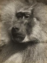 Albert Renger-Patzsch, Mantelpavian (Sacred Baboon), c. 1928, Vintage gelatin silver print