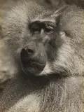 Mantelpavian (Sacred Baboon) by Albert Renger-Patzsch, c. 1928, Vintage gelatin silver print, sold Jun 2016
