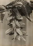 Albert Renger-Patzsch, Blüte der Hainbuche