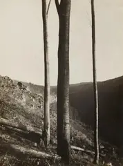 Albert Renger-Patzsch, Buchen I, 1925-1929, Vintage gelatin silver print
