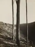 Albert Renger-Patzsch, Buchen I