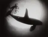 Flip Schulke, The killer whale Namu, Puget Sound, Washington, 1966, Vintage gelatin silver print