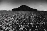 Heinrich Riebesehl, Untitled (from the series: Agrarlandschaften)