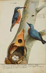 Johann Muller, A pair of Nuthatches with their Nest and Eggs, Watercolour on paper