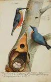 Johann Muller, A pair of Nuthatches with their Nest and Eggs, Watercolour on paper