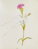 Andy Warhol, Hand with Flowers. Hand with Carnation, 1957, 2 works: each lithograph, watercoloured, on paper. Each