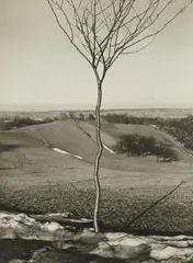 Albert Renger-Patzsch, Das Bäumchen (The Little Tree), 1929, Vintage gelatin silver print