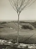 Albert Renger-Patzsch, Das Bäumchen (The Little Tree), 1929, Vintage gelatin silver print