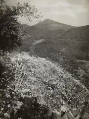 Mauerpfeffer, Sede Acre by August Sander, 1930s/1940s, Vintage gelatin silver print, offered Nov 2015