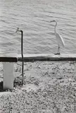 Florida Keys by Elliott Erwitt, 1968, Gelatin silver print, sold Nov 2015