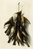 attributed to Jacobus Biltius, Trompe l'oiel Still Life with Birds, Oil on canvas (relined)