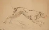 Jean-Baptiste Oudry, A Study of a Dog