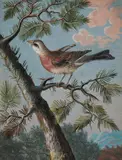 Songbird in an Evergreen by Christoph Ludwig Agricola, Gouache on parchment, sold Nov 2015