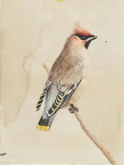 Jan Dörre, Seidenschwanz, 2010, Aquarell auf Papier