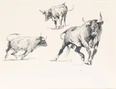 Untitled by Edward Borein, Ink Drawing on Paper "Bull", offered Nov 2024