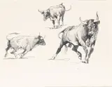 Edward Borein, Untitled, Ink Drawing on Paper "Bull"