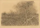 Gabor Peterdi, Etchings