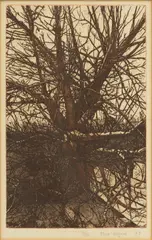 Theo Wujcik, Untitled, Etching on Paper, 1967, "Tree"