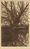 Theo Wujcik, Untitled, Etching on Paper, 1967, "Tree"