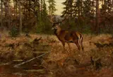 George Majewicz, Untitled, Oil on Canvas Stag at the River's Edge