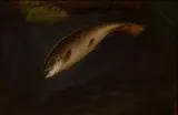 Rowland Knight, Untitled, Oil on Canvas on Canvas "Trout"