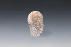 Alfred Haberpointner, Kopf (K-AID), 2016, ash wood, whitewashed