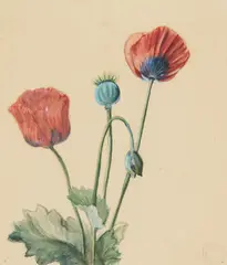 Archibald Thorburn, POPPIES, watercolour