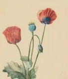 Archibald Thorburn, POPPIES, watercolour