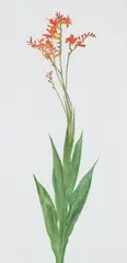 CROCOSMIA by Jenny Matthews, watercolour, sold Jun 2026