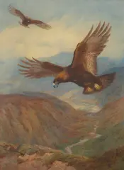 Archibald Thorburn, GOLDEN EAGLES OVER GAICK, watercolour