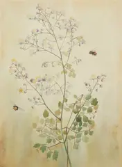 Katherine Cameron, THALICTRUM DIPTEROCARPUM, Watercolour