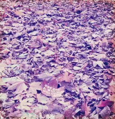David Shrigley, ONE DAY A BIG WIND WILL COME AND . . ., 1997, Colour photograph, 3/10