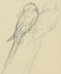 Joseph Crawhall, PARROTS, Pencil